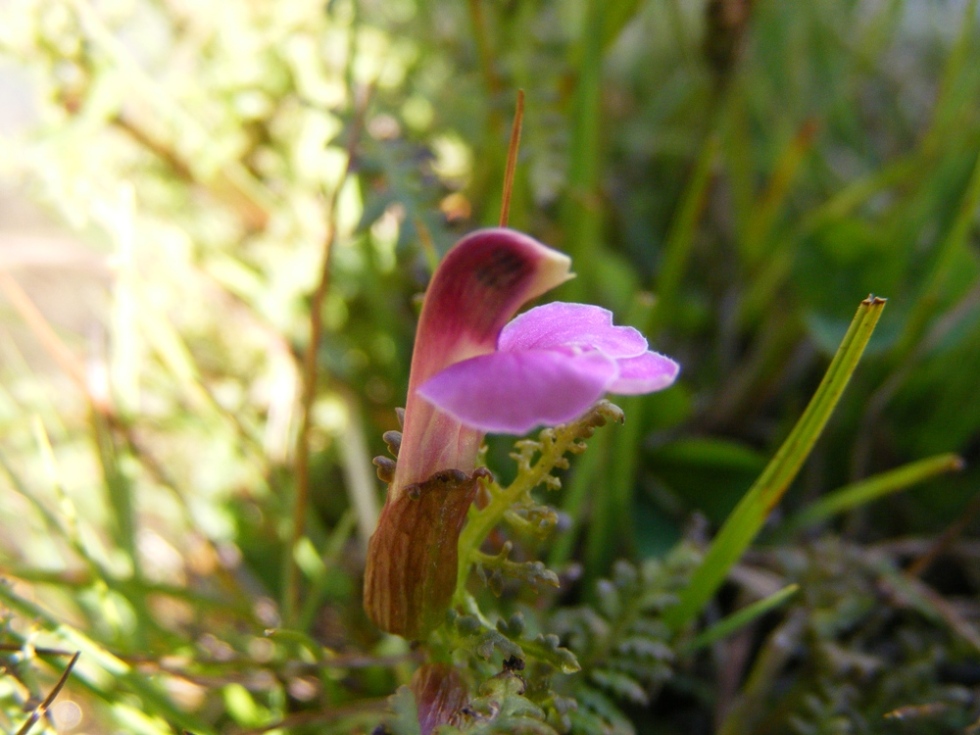 Pedicularis da id.